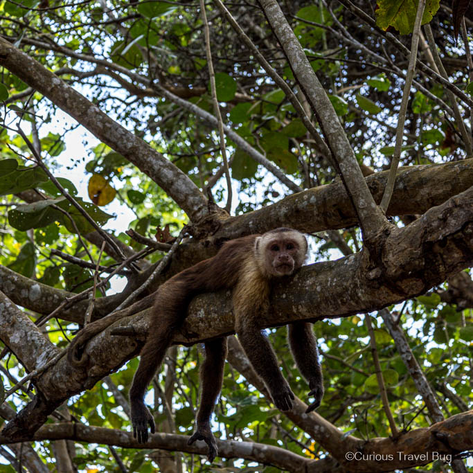 White faced capuchin monkey hanging over a tree branch in Tayrona National Park, Colombia