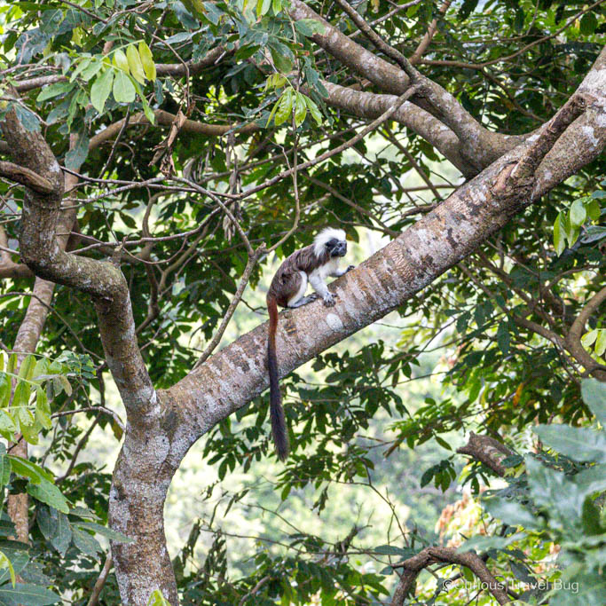 Cotton top tamarin sits on a tree near Tayrona National Park, Colombia.