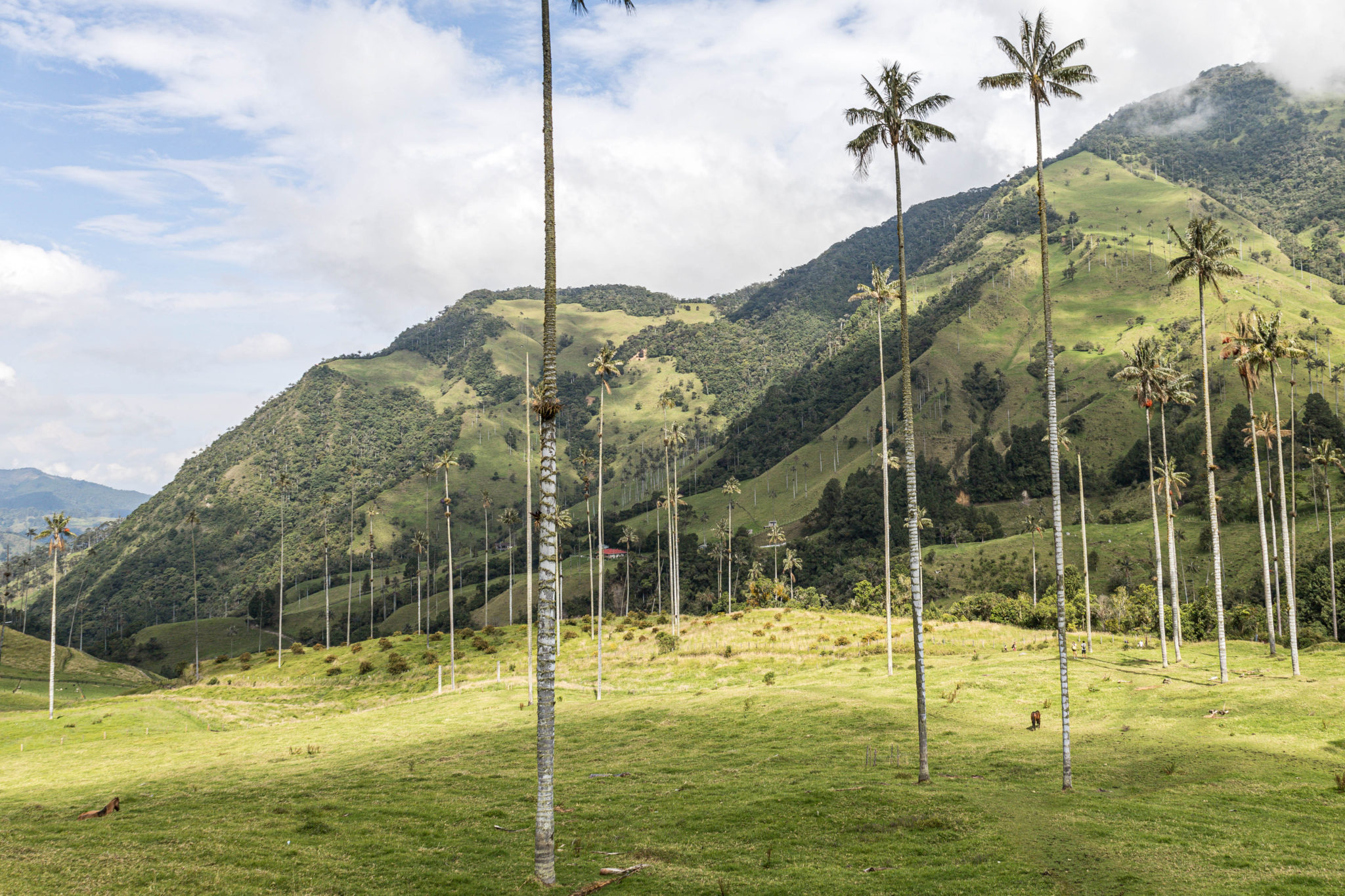Palm trees with Andes mountains behind. Spend two weeks in one of South America's most interesting countries, Colombia and explore the jungles and seas it has to offer