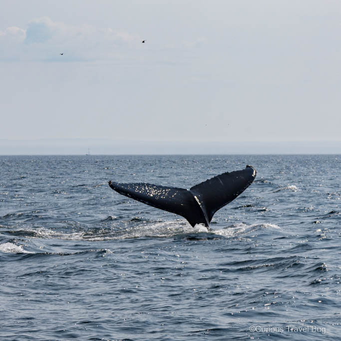 The tail of a whale near Tadoussac Quebec