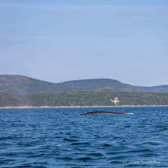 The back of a fin whale while on a whale tour near Tadoussac Quebec