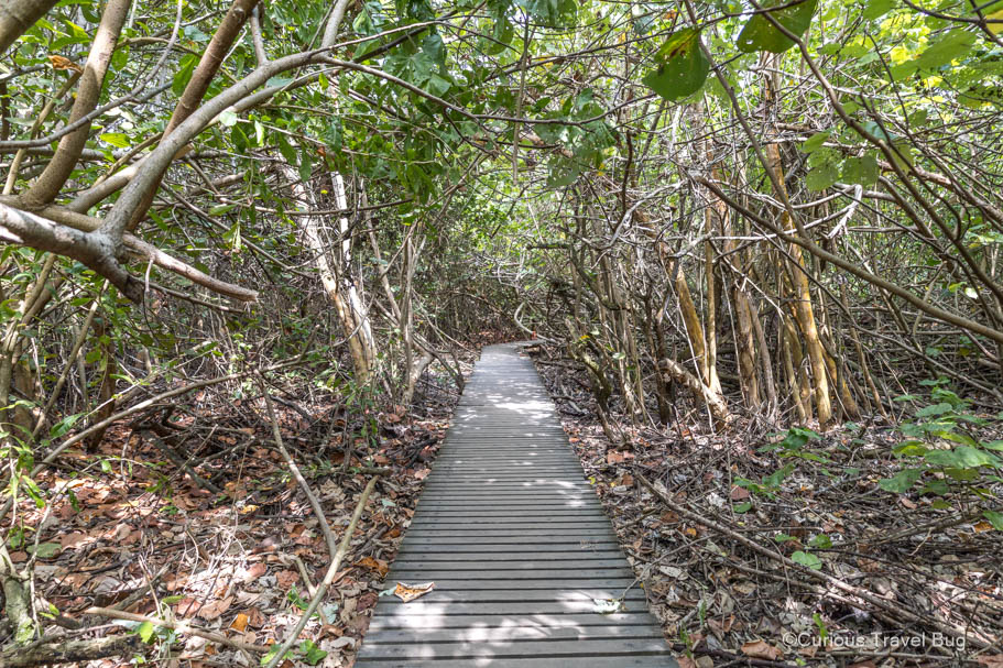 Boardwalk through some brush in Tayrona, near Santa Marta
