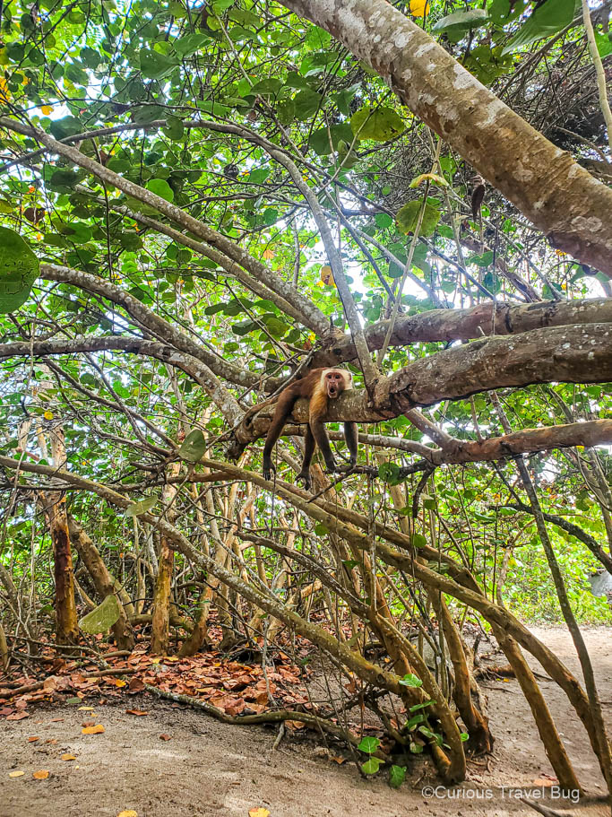 A capuchin monkey sleeping on a branch in some mangroves of Parque Tayrona near Santa Marta, Colombia
