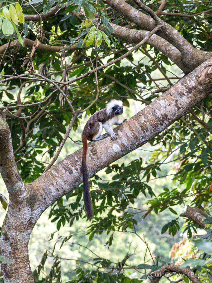 A cotton-topped tamarin monkey hangs out in the trees of the Sierra Nevada de Santa Marta mountains near Tayrona