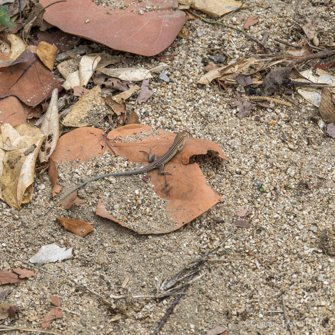 A lizard that you are sure to see in Tayrona National Park