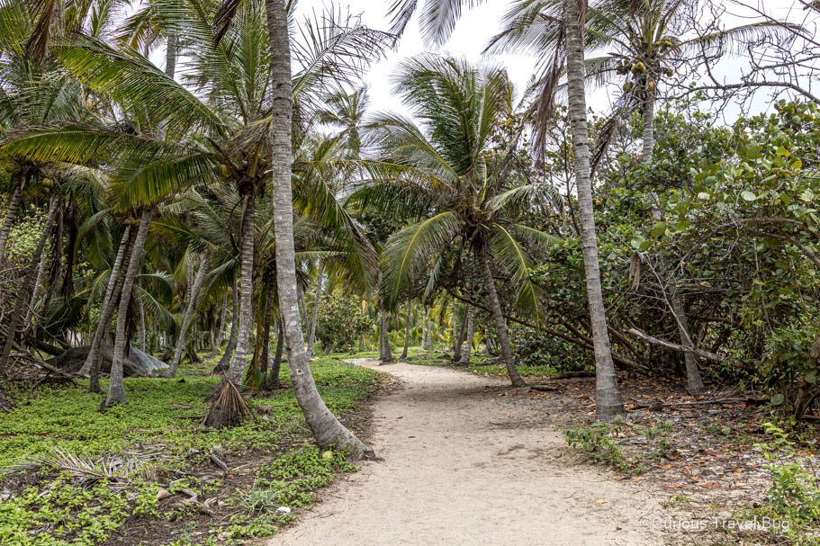 Palm trees next to a sand path in Colombia