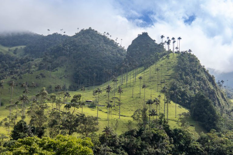 The Cocora Valley of Colombia: Hiking Among Giants