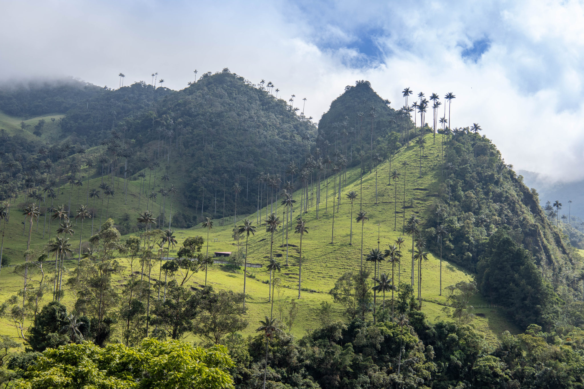 Tall palm trees on the Andes mountains of the Cocora Valley near Salento, Colombia.