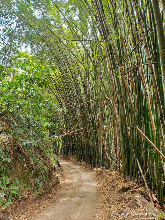 Tall bamboo lines a dirt road up to the Casas Viejas hostel in Minca, Colombia
