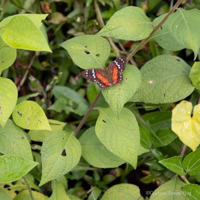 An orange and black butterfly in the cloud forests of Minca