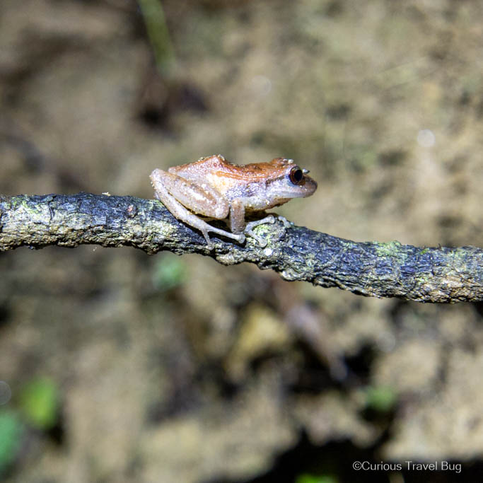 Frog sits on a branch in Colombia