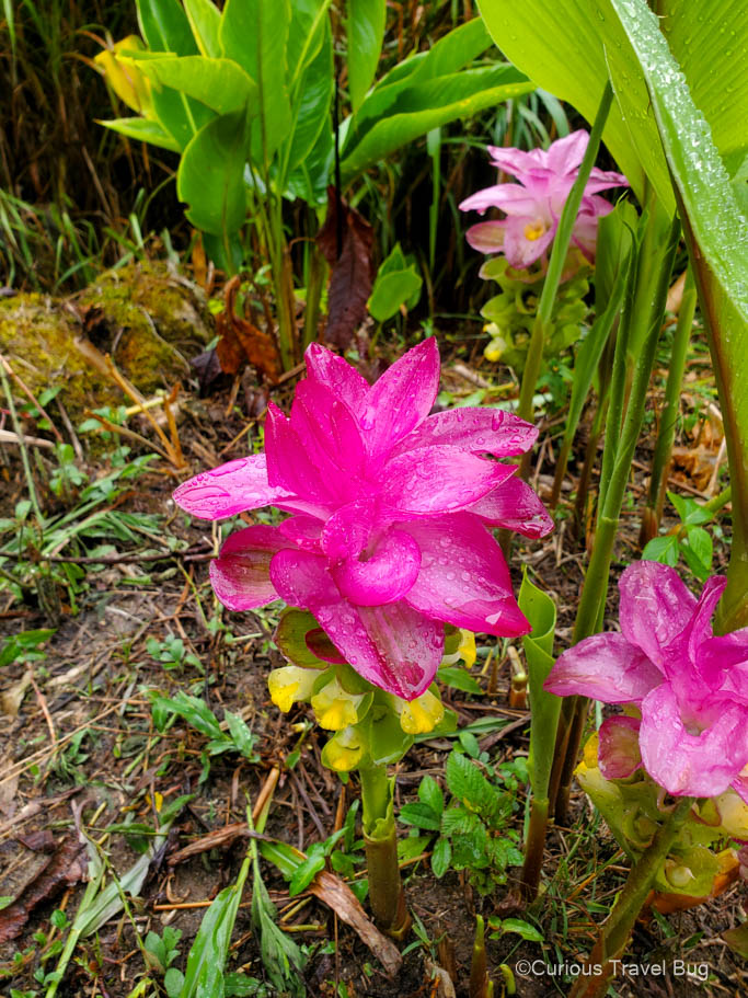 Vibrant pink flowers in the cloud forest of the Sierra Nevada de Santa Marta mountains of northern Colombia