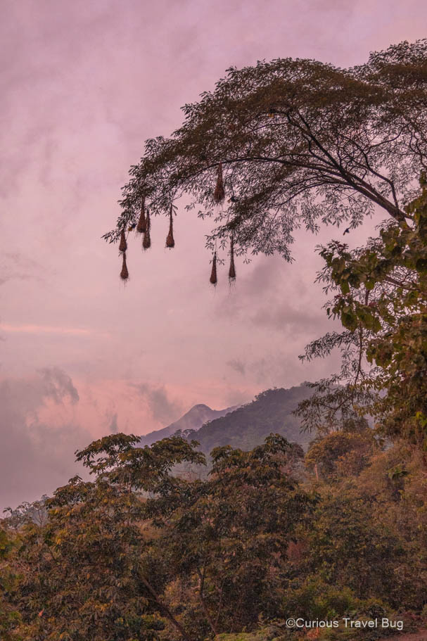 Crested oropendola nests hang from the trees at sunset in Minca, Colombia