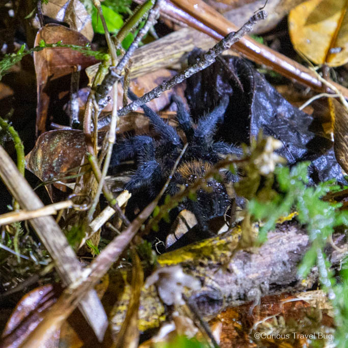 A tarantula in the cloud forests of northern Colombia