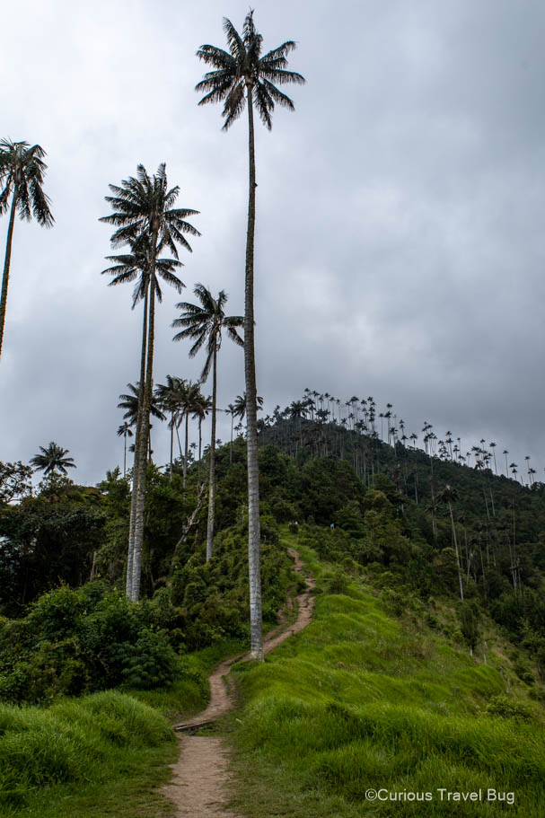 Walking trail in the Andes mountains of the Cocora Valley with high palm trees