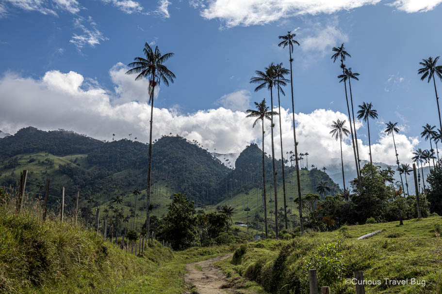 Forested mountains in the background with tall palm trees and a walking trail in the Cocora Valley of Salento, Colombia