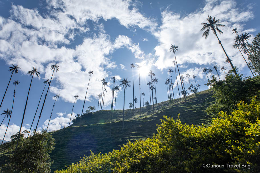 Tall palm trees tower over the mountains of the Cocora Valley near Salento, Colombia