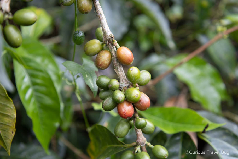 Coffee cherries on a coffee plantation near Salento, Colombia, part of the Zone of Coffee in Colombia