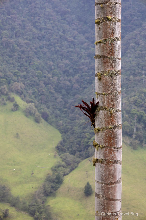 An epiphyte living on the side of a very tall palm tree towering over the valley.