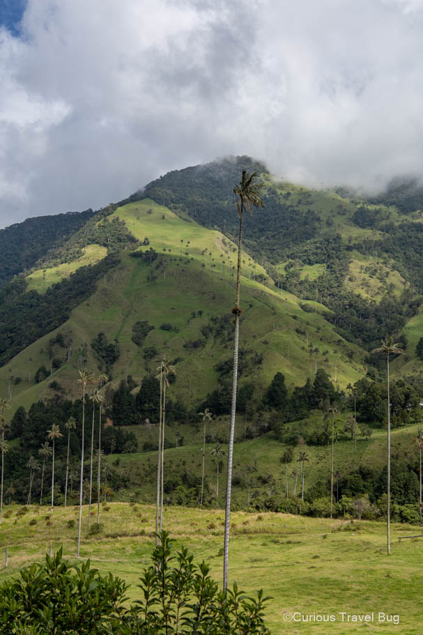 The tall wax palms of the Valle de Cocora in Salento, Quindio, with the Colombian Andes rising in the background