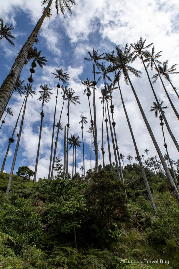 Towering 200 feet in the air, the wax palms of Valle de Cocora are the tallest in the world
