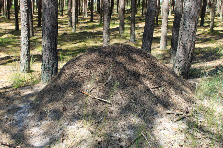 An ant hill in the forest of Palanga, Lithuania
