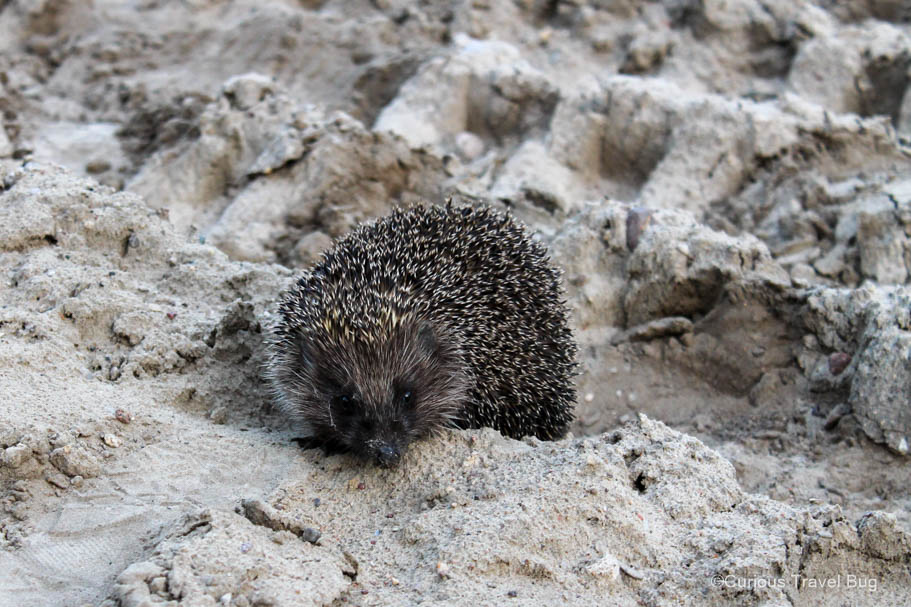 Hedgehog in the sands at Palanga, Lithuania