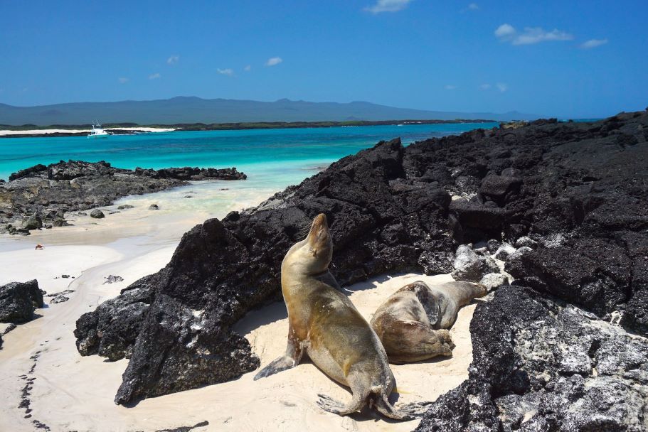 A sea lion on the beach in the Galapagos Islands of Ecuador. The Galapagos are a unique archipelago with amazing wildlife and are one of the top island destinations in South America