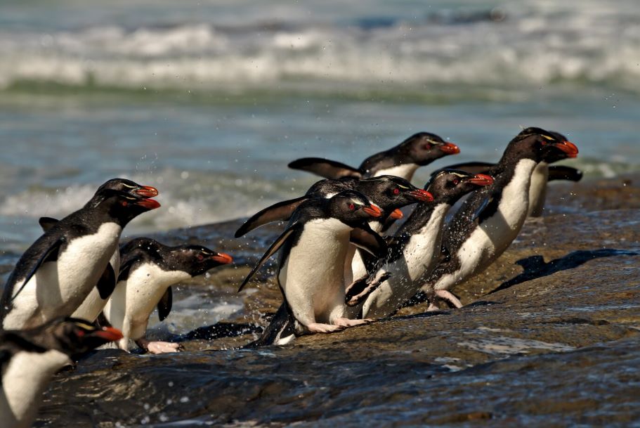A group of penguins in the Falkland Islands of South America