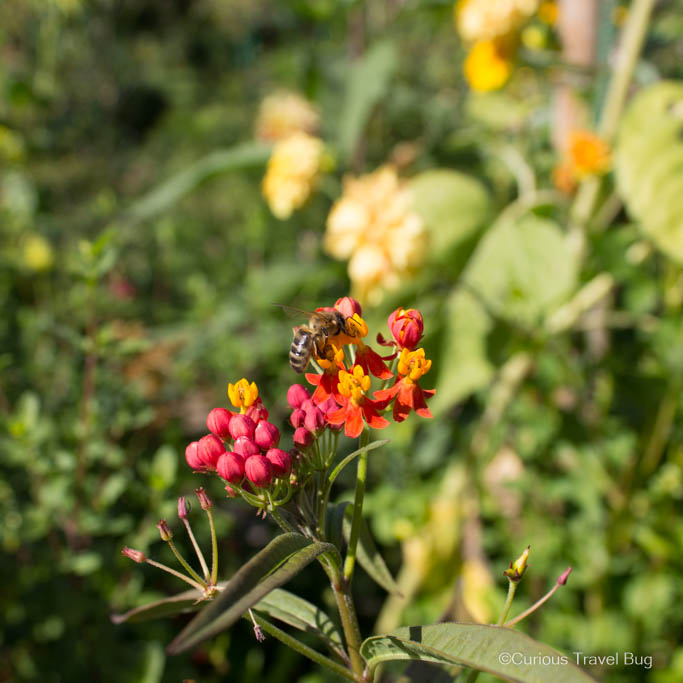 A bee on a flower in Monet's Gardens of Clos Normand in Giverny, France