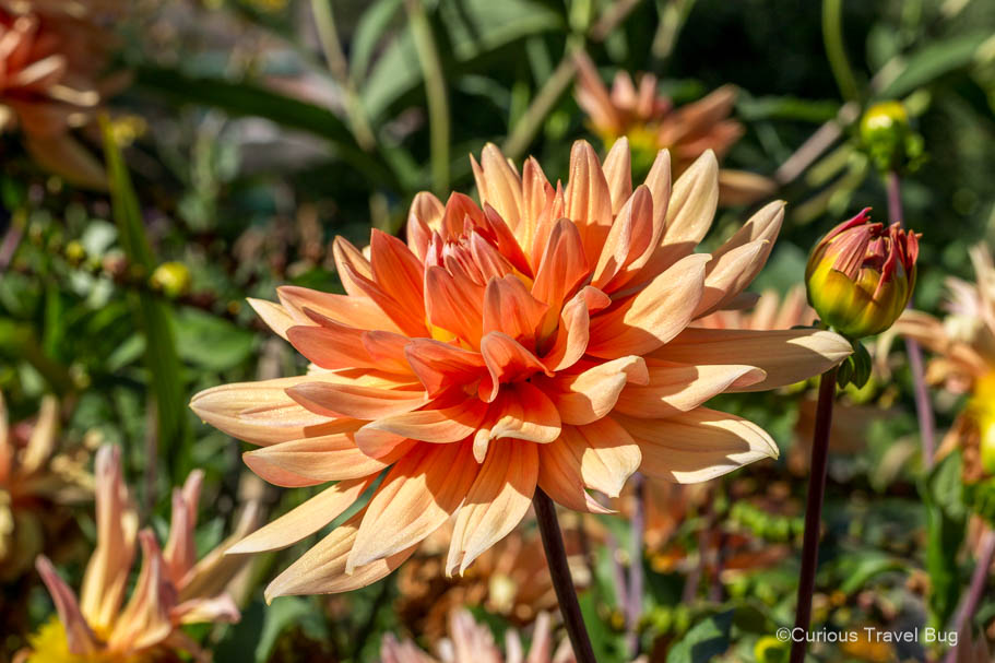 A beautiful orange dahlia blooming in Claude Monet's gardens at Giverny.