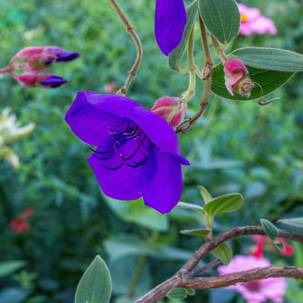 Deep purple princess flowers in the Giverny Gardens of Claude Monet.