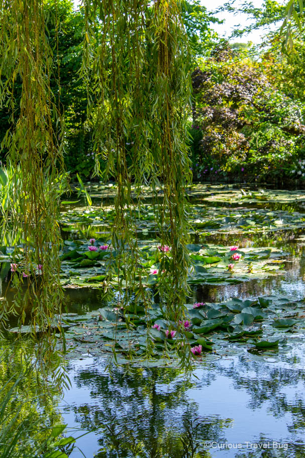 Weeping willow with blooming waterlilies in Claude Monet's Giverny water gardens. Visiting Giverny is the perfect day trip from Paris.