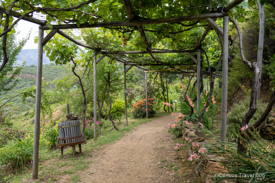A walkway with grapes growing over it at the Botanical Garden of Crete