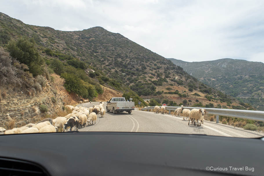 Narrow mountain road in Crete with sheep blocking the way.