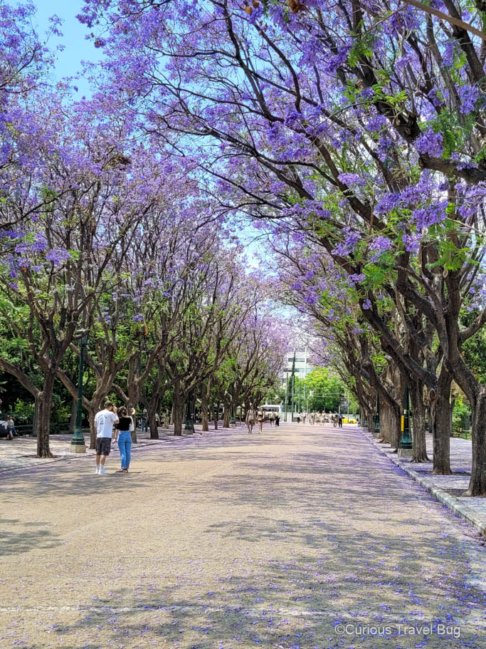 Flowering purple Jacaranda trees in Athens, Greece while exploring the National Gardens during a four day visit to Athens