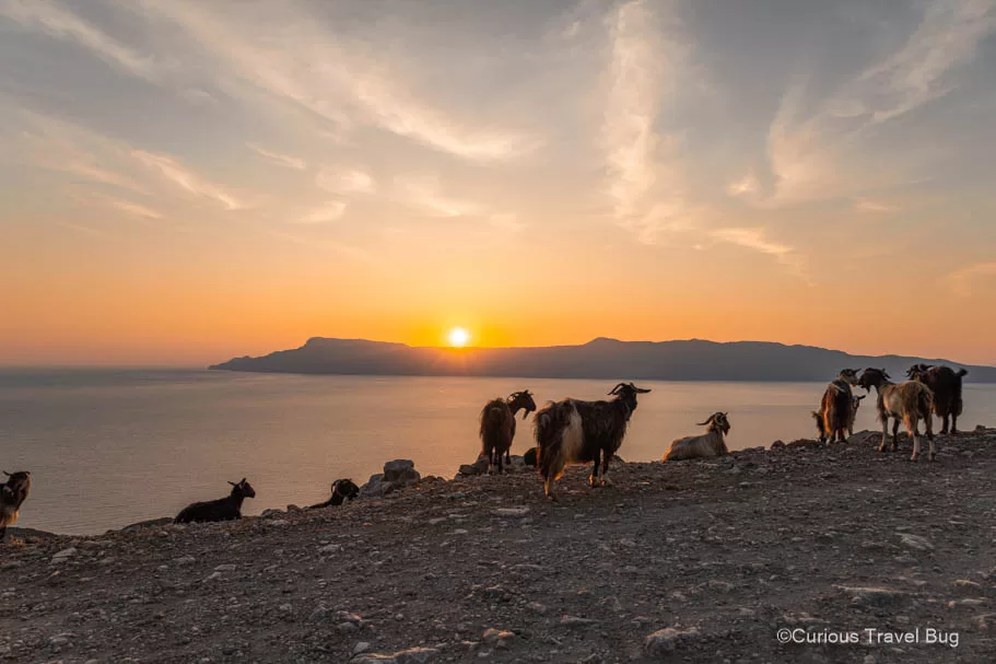 A heard of goats look out over Kissamos Bay as the sun rises