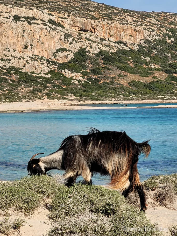 A goat eats some grass on the beach with Balos Lagoon and cliffs behind it