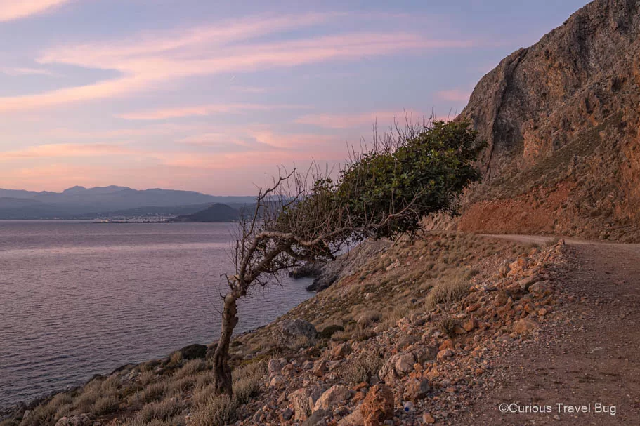 A tree grows sideways on the shores of Kissamos Bay in Crete