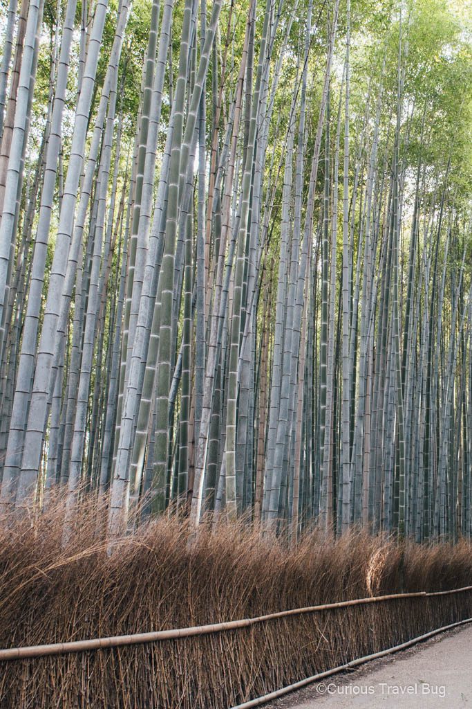 Bamboo in Arashiyama Forest, Kyoto