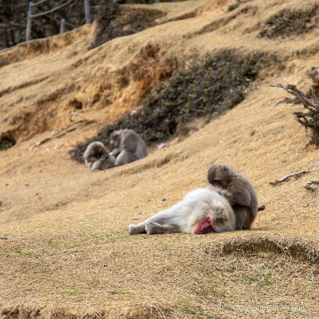 Japanese Macaques grooming and sleeping at Kyoto's Monkey Park in Arashiyama