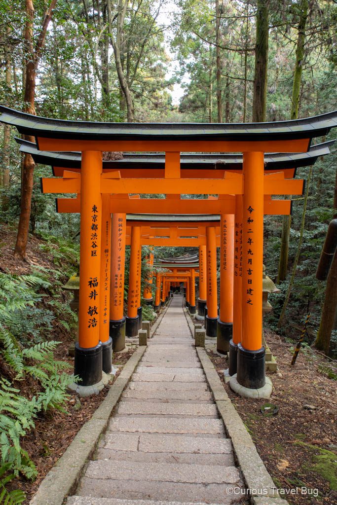 Some of the thousands of vermilion torii gates at Fushimi Inari Shrine in Kyoto. Hiking these trails through beautiful forest is a must do activity in Japan