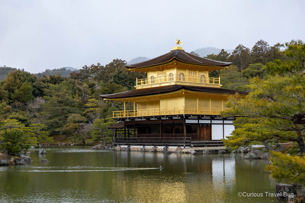 The golden sheen of Kyoto's Golden Pavilion (Kinkaku-ji) with a duck in the pond in front.