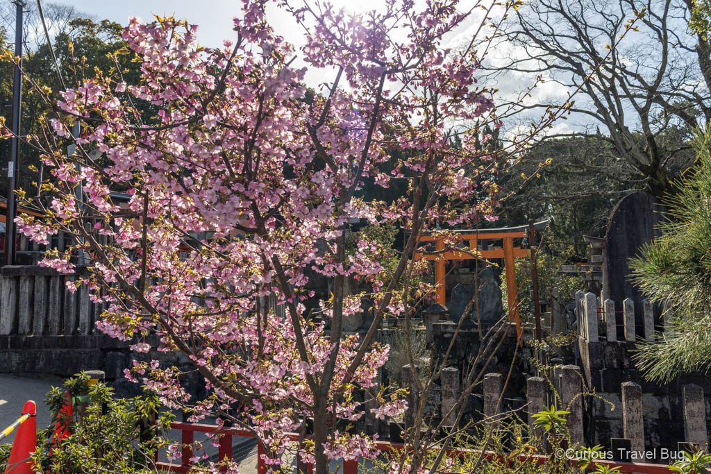 If you plan your itinerary to Japan for spring you have a chance of seeing sakura blossoms