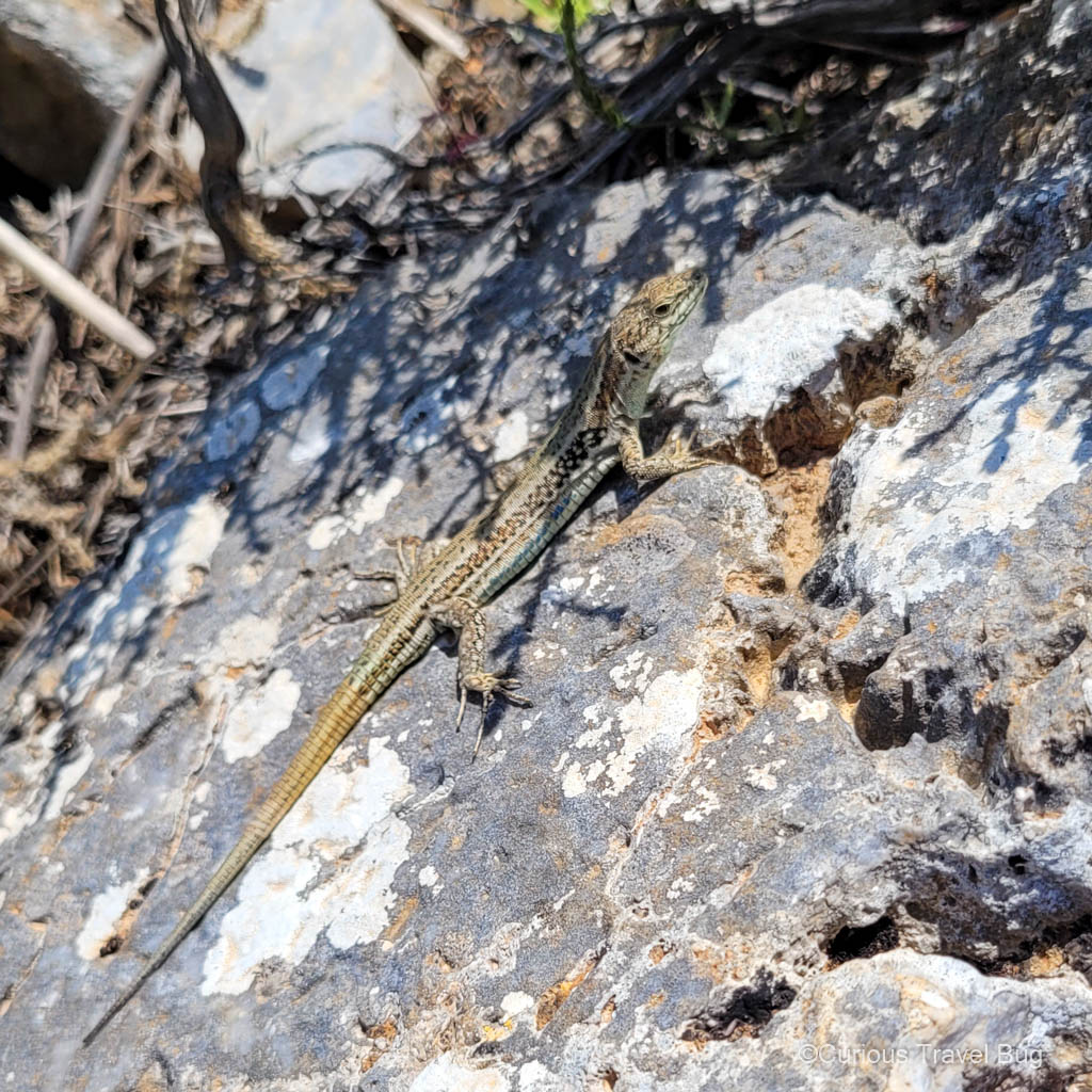 Cretan Wall Lizard sunning itself on the Katholiko Bay hike in Crete