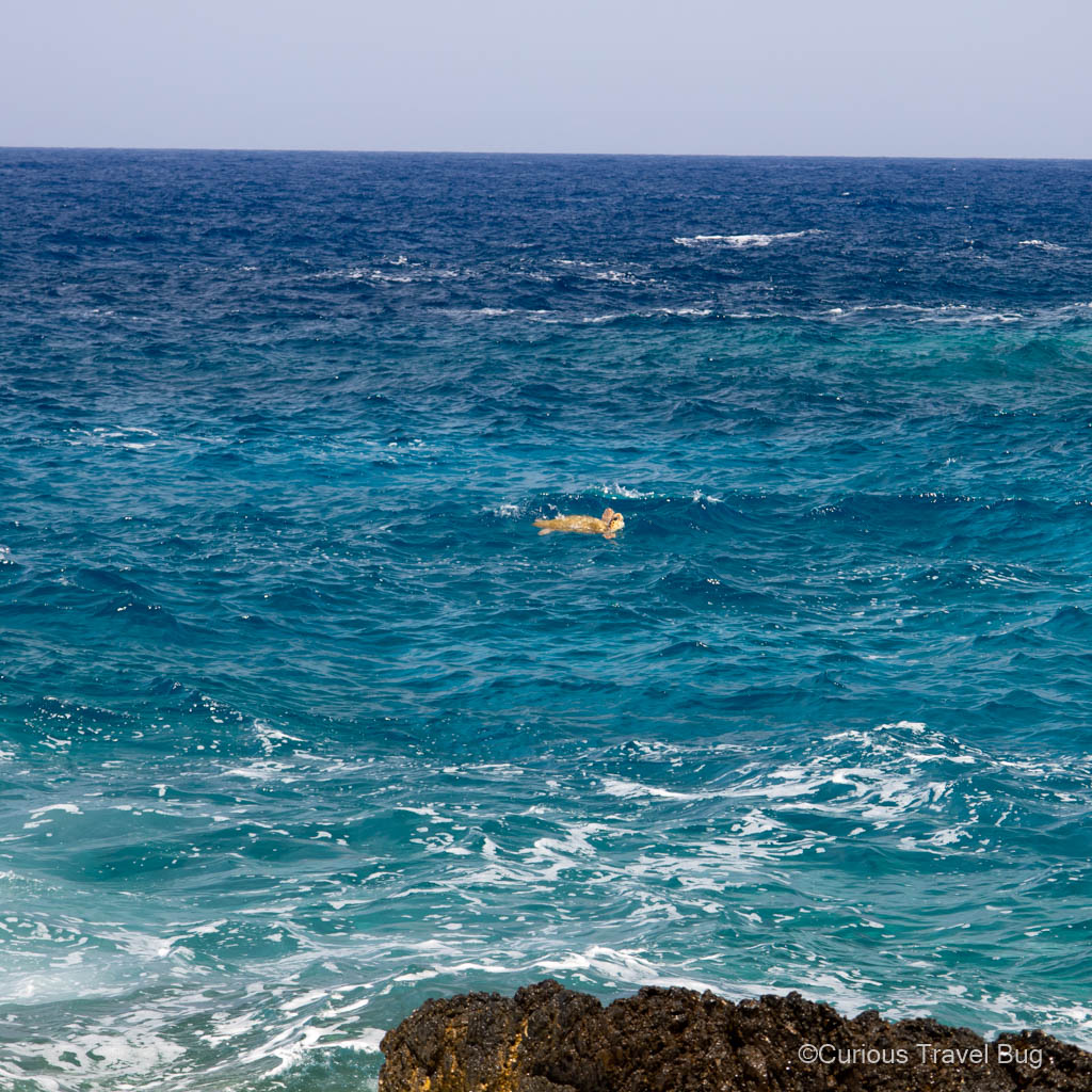 A sea turtle swimming in the Sea of Crete as viewed from the Akrotiri Peninsula